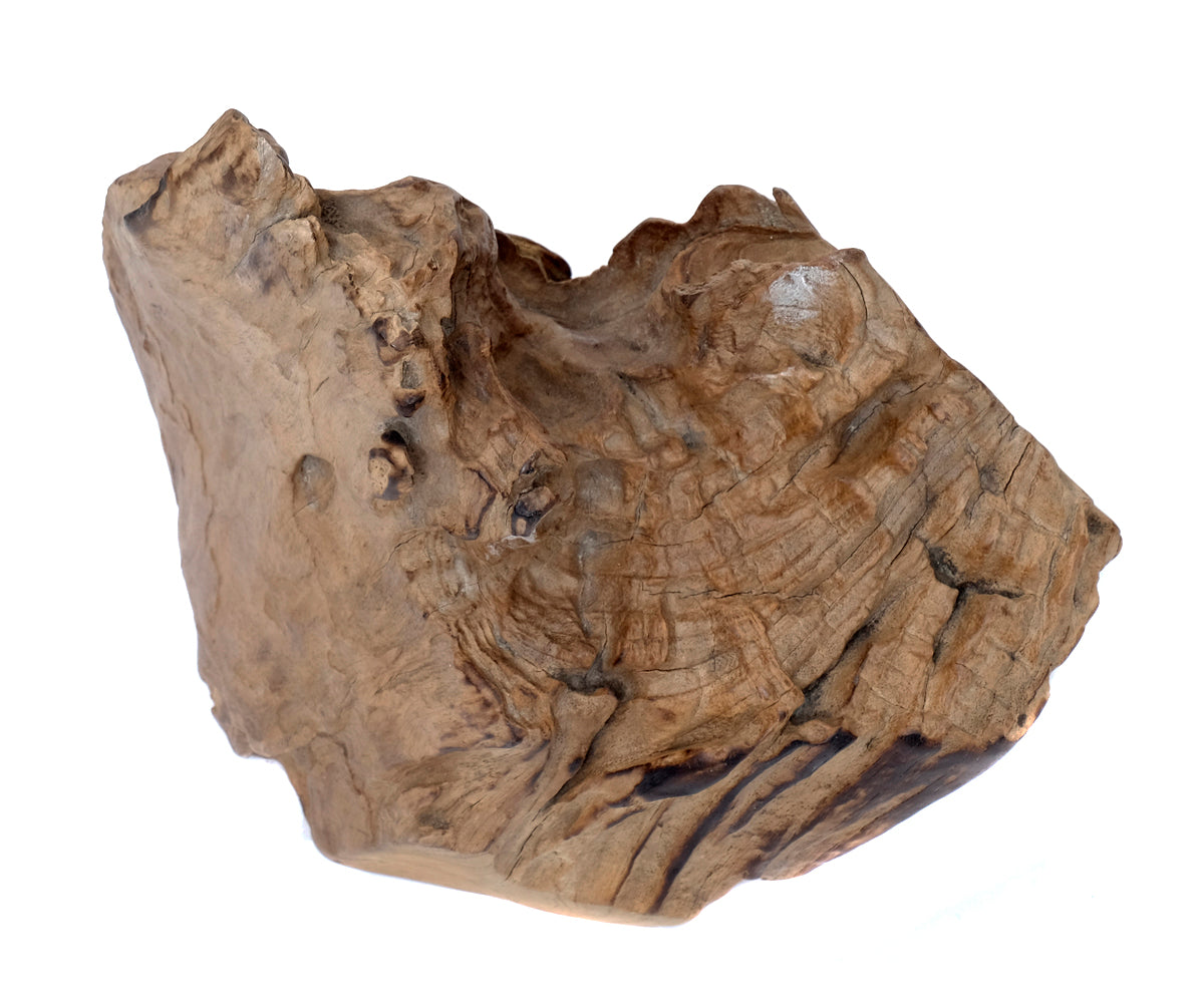 Deko Teakholz Wurzel – 2501 - 3500 g