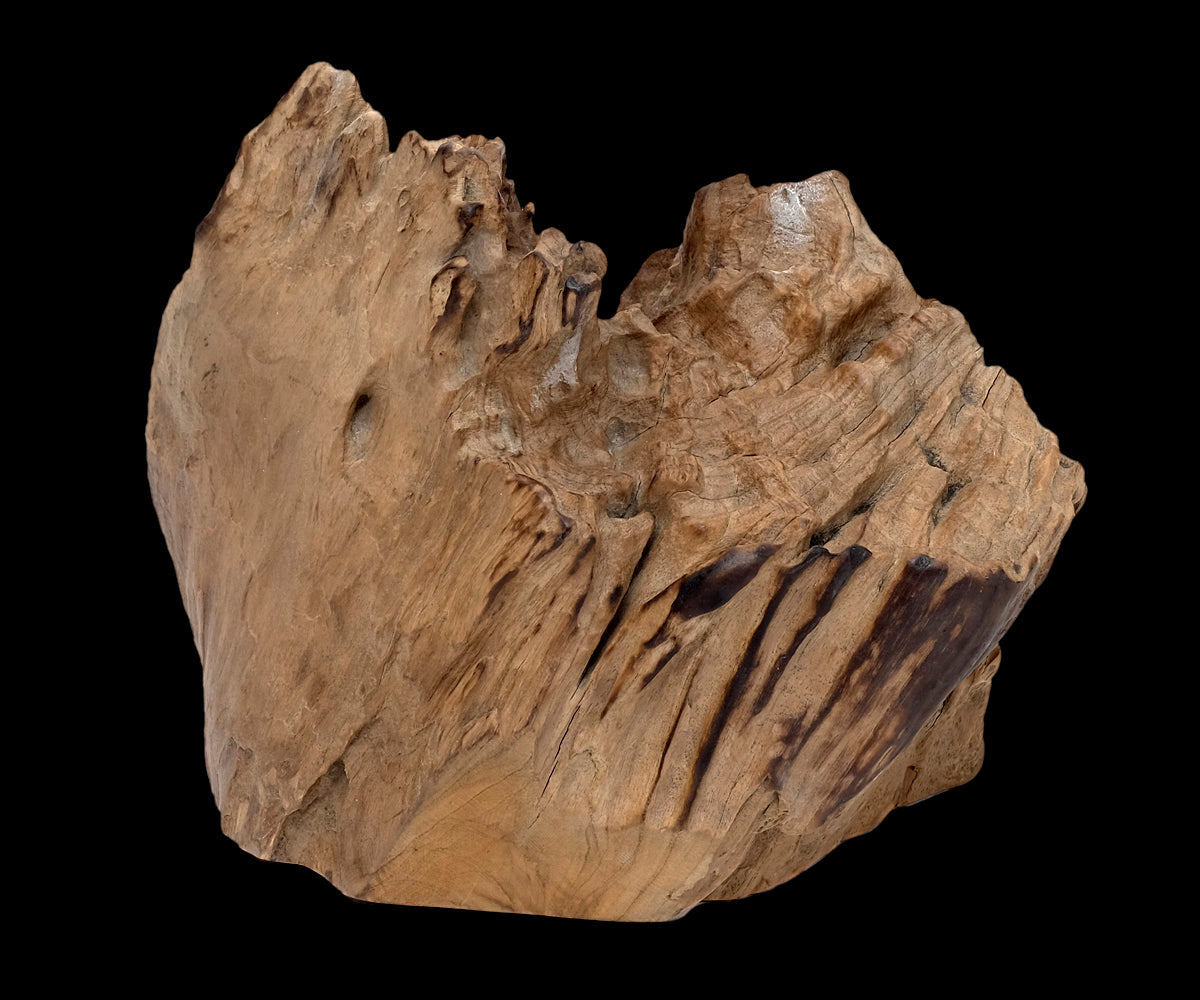 Deko Teakholz Wurzel – 2501 - 3500 g