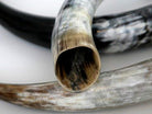 Trinkhorn - Dekohorn - Kuhhorn – Ansicht 7