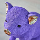 Sparschwein Champagner / Lila – Lila