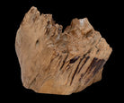 Deko Teakholz Wurzel – 2501 - 3500 g