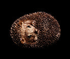 Igel Dekofigur – 3