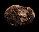 Igel Dekofigur – 4