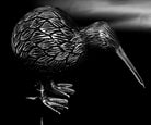 Kiwi Tier – Silber-Schwarz, mittel