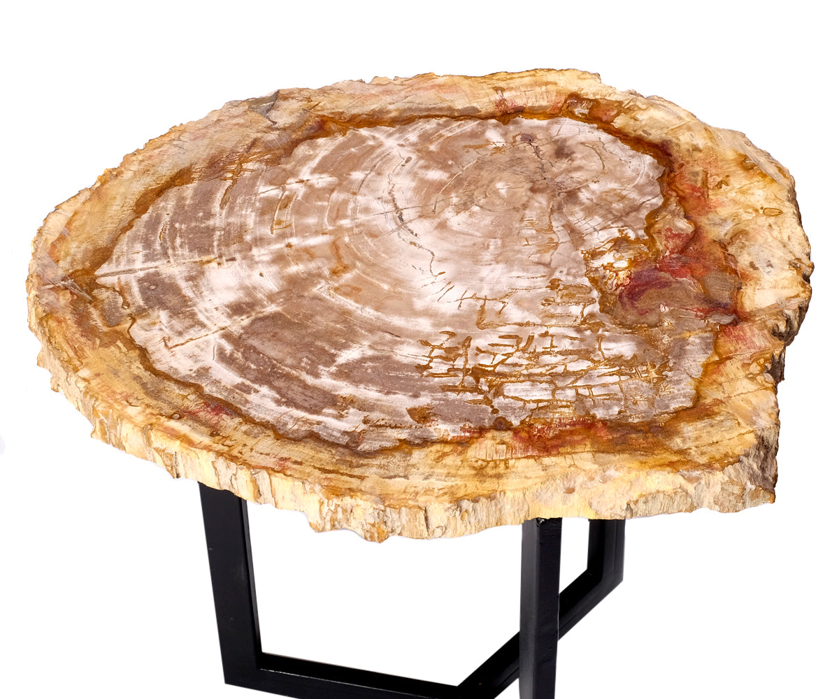 Couchtisch versteinertes Holz – ø 40 - 47 cm
