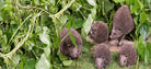 Igel Dekofigur