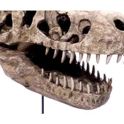 Reptilien Schädel Dinosaurier Kopf aus Polyresin