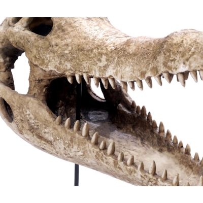 Reptilien Schädel Dinosaurier Kopf aus Polyresin